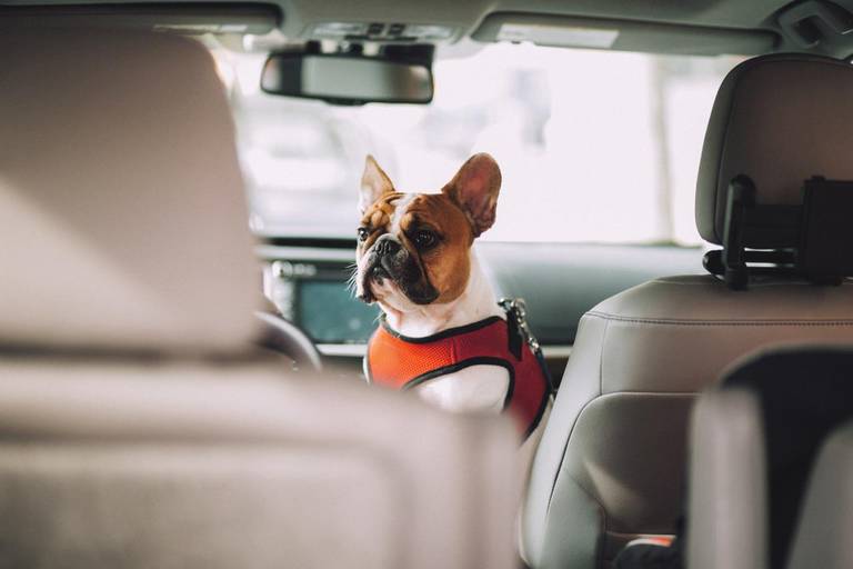 Platz für Hund & Box: So fühlen sich Fellnasen im Auto wohl - AutoScout24